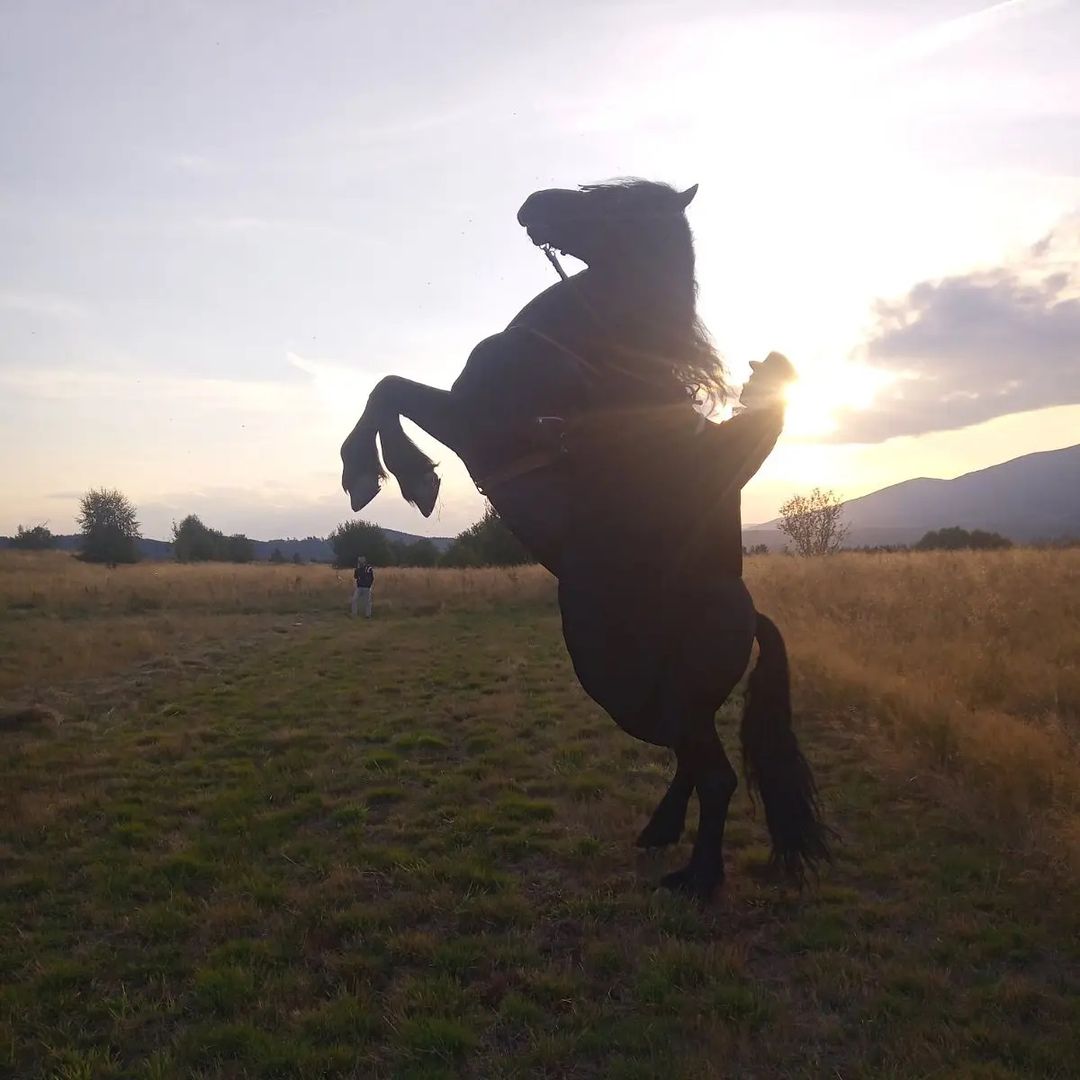 Horse