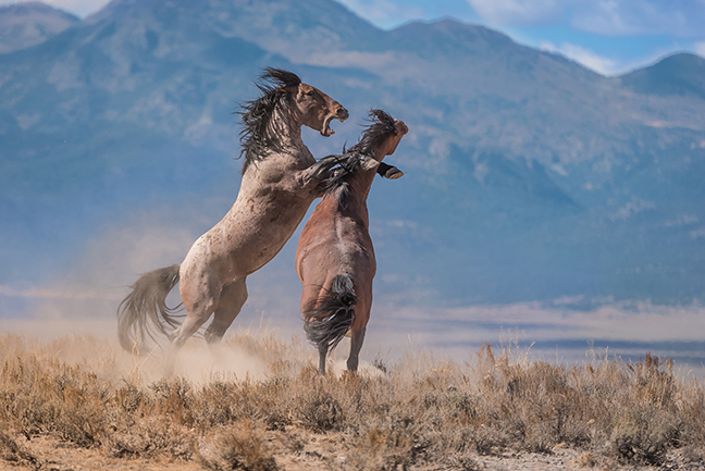 mustang wild horses